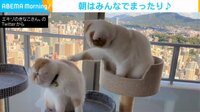 【映像】喧嘩もするけど仲良しだニャン! 朝食後にまったりする猫たち