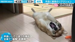 「やっちまった…」ご飯の早食いを“全力で悔いる”柴犬 溢れ出る“後悔の念”に反響