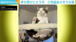 透明ボウルに座る猫の“神々しい”姿…！ 「待ち受けにさせてください」の声続出