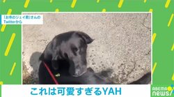 「災難だワン」散歩中、突然の出会いに大焦り!?  全力で苦戦する愛犬が可愛い