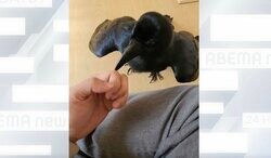 「モフりたい」 飼い主を愛しすぎている可愛いカラスが話題に 超貴重な「食べられる側の気持ち」を疑似体験してみた