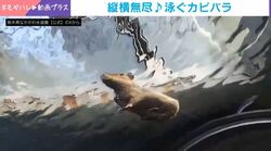 のほほんとしたカピバラの意外な一面…!?→縦横無尽に泳ぐ 1日数回だけの貴重な瞬間に「下から見るの初めて」「これは見てみたい」と反響