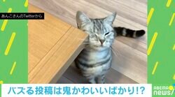 猫「かい〜の」“スリスリ”気持ちよさそうな表情に「テーブルの角になりたい」「たまらんにゃ〜」と反響