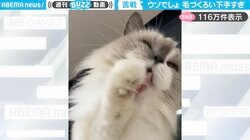 あざとすぎる…！毛づくろいに悪戦苦闘するフサフサの猫  「下手すぎてかわいい」と大反響