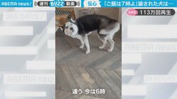 「ご飯は7時よ」冷静に諭された犬が秀逸リアクション 飼い主さん思わず「What’s！？」と驚き