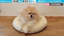 まだ5歳なのに寝起き“ヨボヨボ”の犬 かなり眠そうな様子に「人間みたい」「たくさん寝れたのかな？」と80万回再生