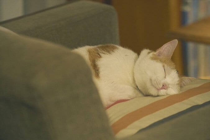 猫欲を満たす、癒しの猫映画3作を紹介！ 福士蒼汰主演『旅猫リポート』新場面写真も到着 4枚目