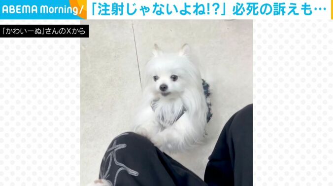 犬のかわいーぬちゃん