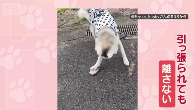 石は絶対に離さないワン