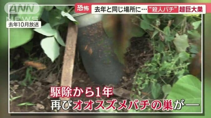 駆除から1年経ち、再びオオスズメバチが巣を…