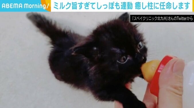 しっぽが“プルプル” ミルクに一生懸命な子猫がもはや「尊い」「最高かよ」 1枚目