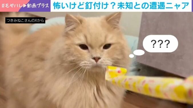 猫のつきみくん