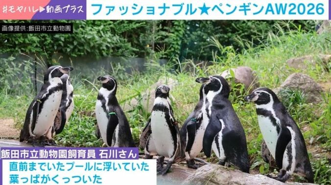 フンボルトペンギン・葉くん