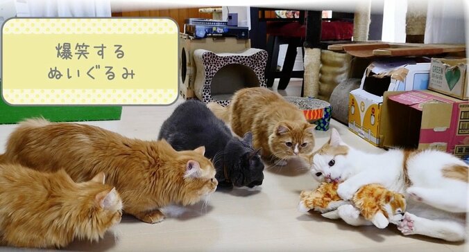 もふもふ“猫マンション”で大合戦にゃ！　寝床や自動トイレに興奮するマンチカンズ 3枚目