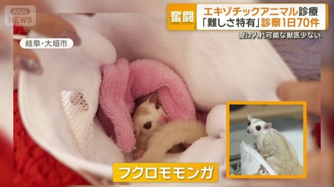 フクロモモンガ