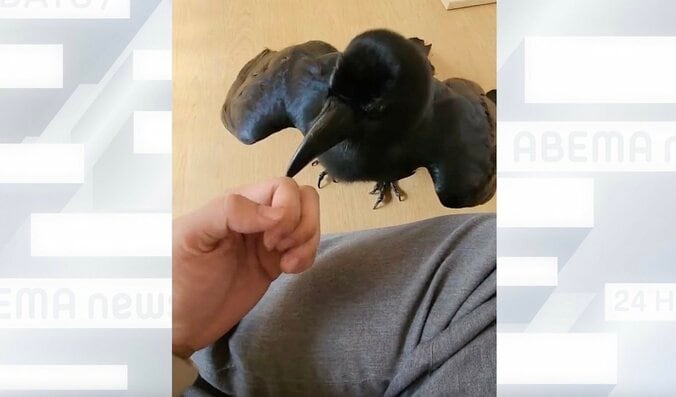 「モフりたい」 飼い主を愛しすぎている可愛いカラスが話題に 超貴重な「食べられる側の気持ち」を疑似体験してみた 1枚目