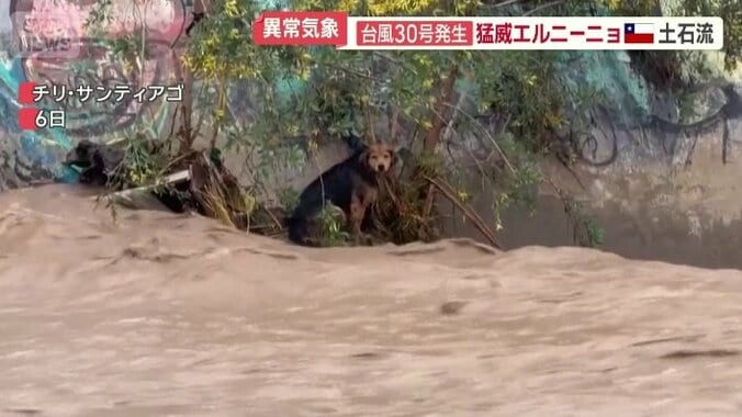 取り残されてしまったイヌ