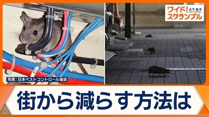 都内でネズミの相談増加　対策困難…電線かじられ火災も　住宅での被害を防ぐ方法とは 1枚目