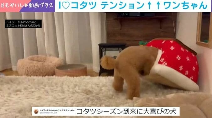 トイプードルのプーチンくん