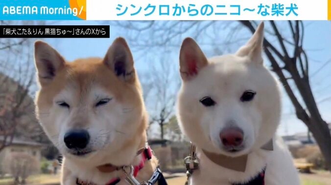 柴犬の小太郎くんと凛太郎くん