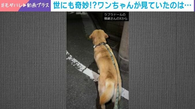 ラブラドール・レトリバーの「横綱くん」