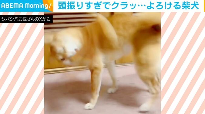 柴犬のようこちゃん
