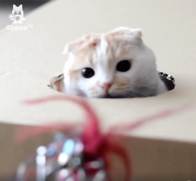 猫ポッケ、モグラ叩きゲームにハマる「本能には逆らえないにゃ…」 5枚目