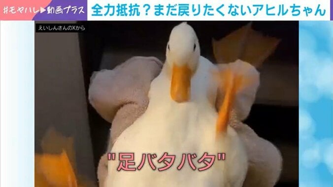 アヒルの照鞠ちゃん