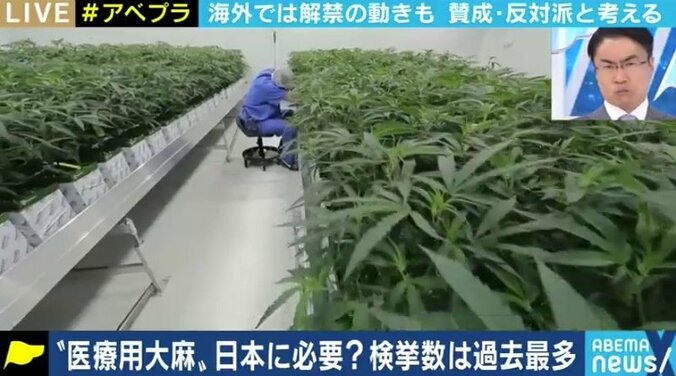 所持での検挙数が過去最多…日本でも「医療用大麻」を認めるべきなのか?賛成派・反対派の意見は 1枚目