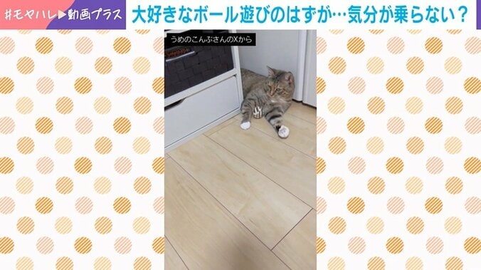 猫のししまるちゃん