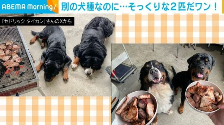 セドリックくんとタイカンくん