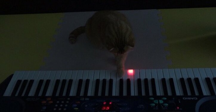 YouTubeで大人気 10匹の猫家族「10Cats. 」が可愛すぎるとネット上で話題に