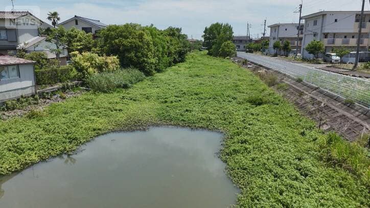 「侵略的植物」ナガエツルノゲイトウが各地で大繁殖 用水路覆い水害の原因にも