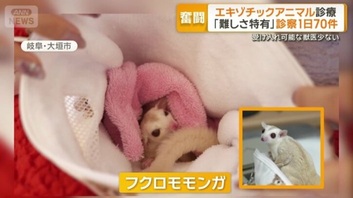 フクロモモンガ