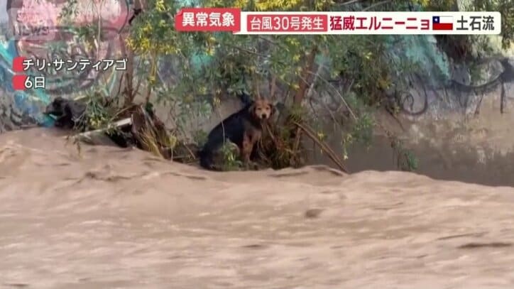 取り残されてしまったイヌ