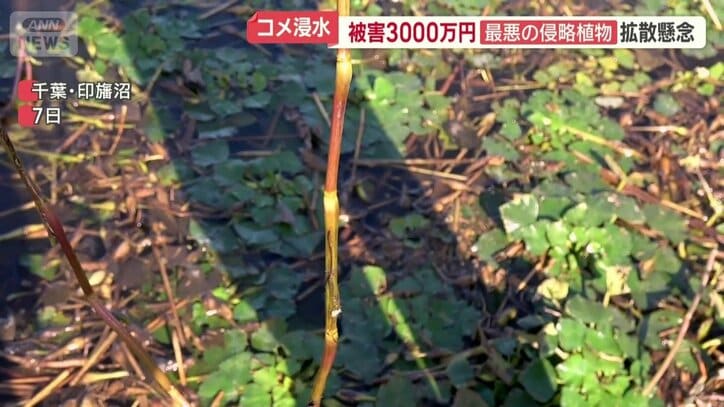 ナガエツルノゲイトウ