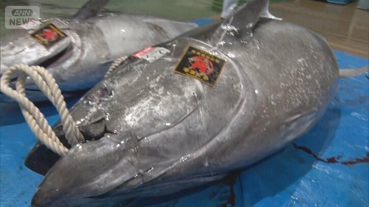 「冬は大間 夏は山口」山口でマグロに熱視線 1億円超の水揚げ 漁業活性化の起爆剤に