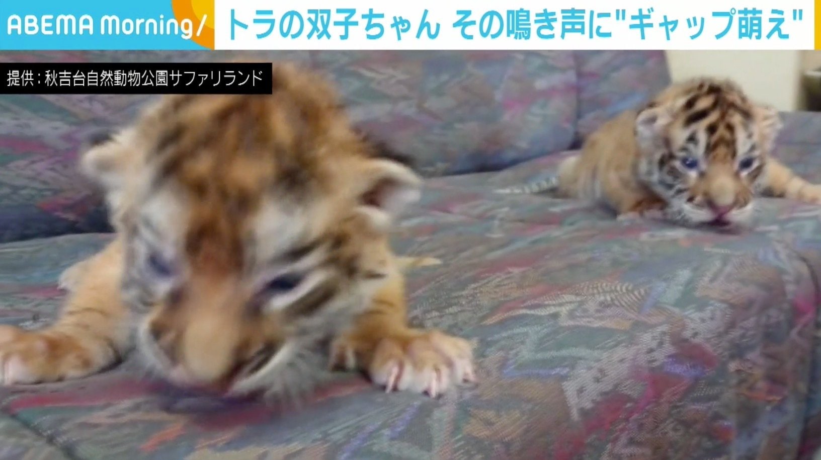 飼い猫も振り返る 赤ちゃんトラの ダミ声 に驚く声 反響に担当者 びっくり 話題 Abema Times