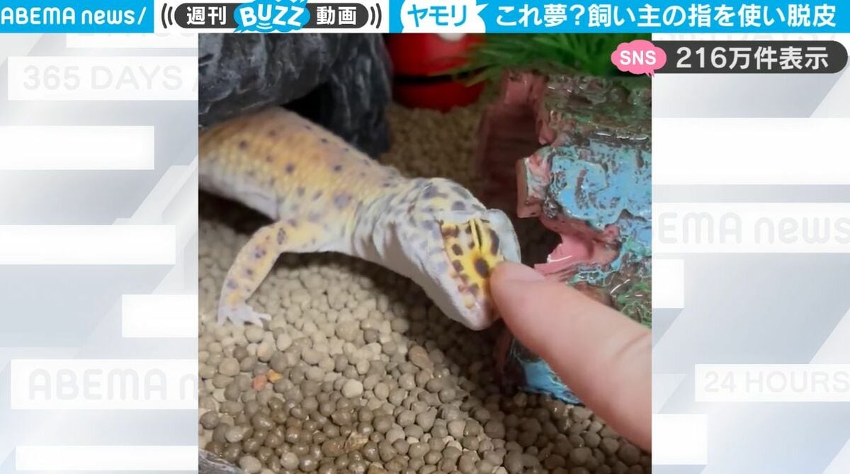 家にヤモリが出てくる と どうなる