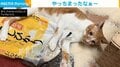 お米をぶちまけるも“素知らぬ顔”の猫 飼い主をフリーズさせた悲劇に「やっちまったなあ」「全米が泣いた」と反響