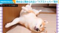 ドア前で居眠りをする柴犬 “個性強め”な寝顔と体勢に「どんな格好でも寝られるんだね」「可愛いドアストッパーwww」と反響続々