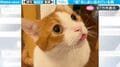 舌をしまい忘れた猫がとぼけた表情でキョロキョロ…あまりにかわいすぎる表情に「これはもう確信犯」の声