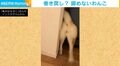 「巻き戻したのかと思った」 ソファ裏の隙間に突入、おしりから出てくる柴犬の姿がまるで“逆再生”