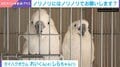 “陽キャ”オウム2羽が縦ノリダンス→突然の飼い主襲撃！一部始終に「どこのライブ会場だよｗ」「もう笑うしかない」と反響続々