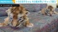 飼い猫も振り返る？ 赤ちゃんトラの“ダミ声”に驚く声 反響に担当者「びっくり」
