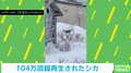 雪に埋もれた置物? まさかの正体に「積もるまでいたのか!」「逆に温かいのか…な…」と驚きの声