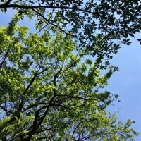 矢沢心『お茶会』