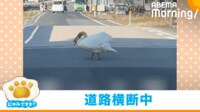 【映像】低姿勢で車道を横断する白鳥