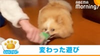 【映像】モップのようになるポメラニアン