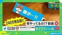 仰向けで足がピーン！人間のような猫